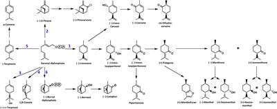 Biochemical basis for the formation of organ-specific volatile blends in mint